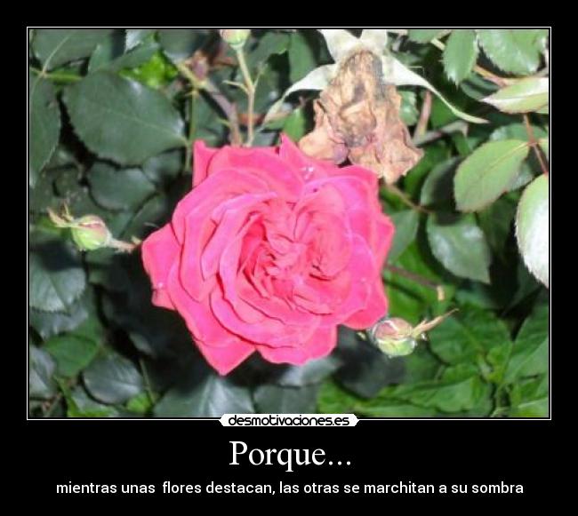Porque... - mientras unas flores destacan, las otras se marchitan a su sombra