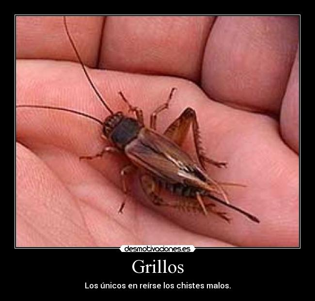 Grillos -