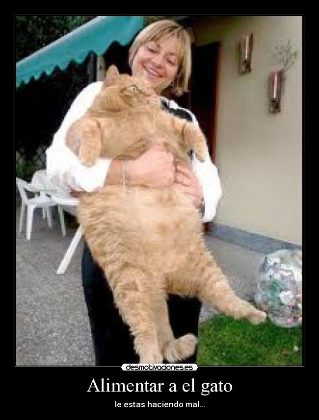 Alimentar a el gato -