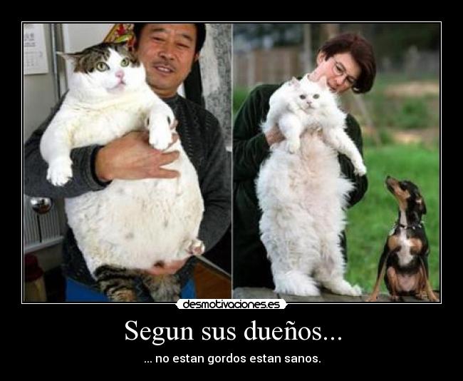 Segun sus dueños... - ... no estan gordos estan sanos.