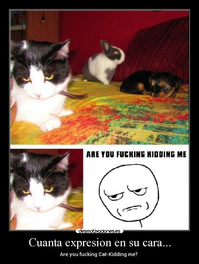 Cuanta expresion en su cara... - Are you fucking Cat-Kidding me?