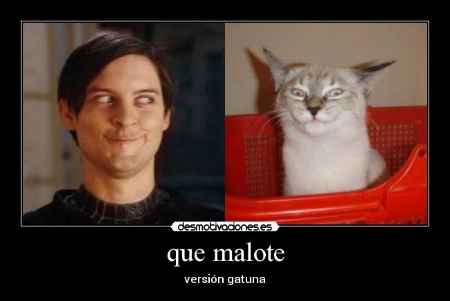 que malote - versión gatuna