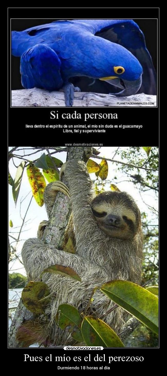 Pues el mío es el del perezoso - Durmiendo 18 horas al día
