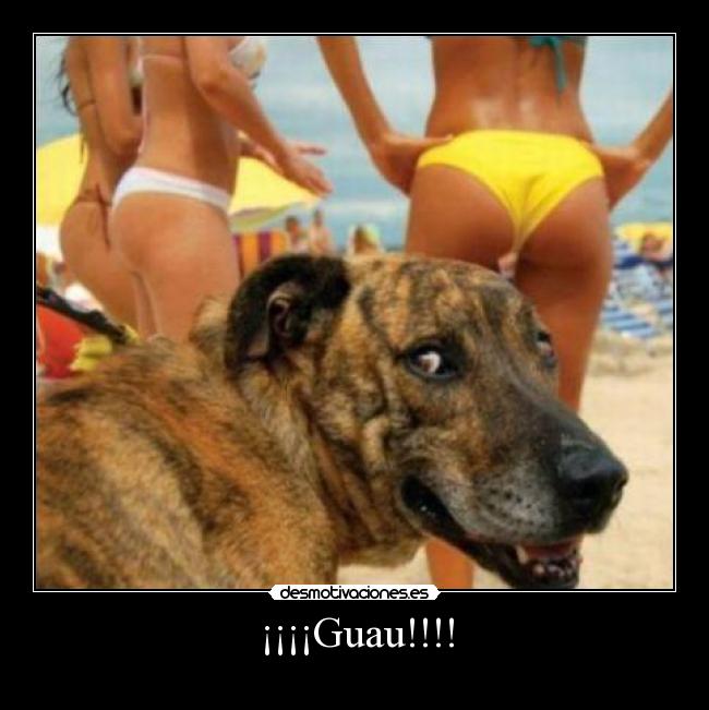 ¡¡¡¡Guau!!!! - 