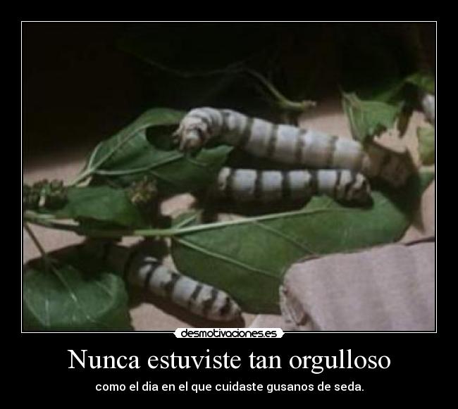 Nunca estuviste tan orgulloso - como el dia en el que cuidaste gusanos de seda.