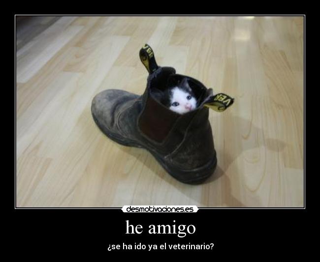 he amigo - ¿se ha ido ya el veterinario?