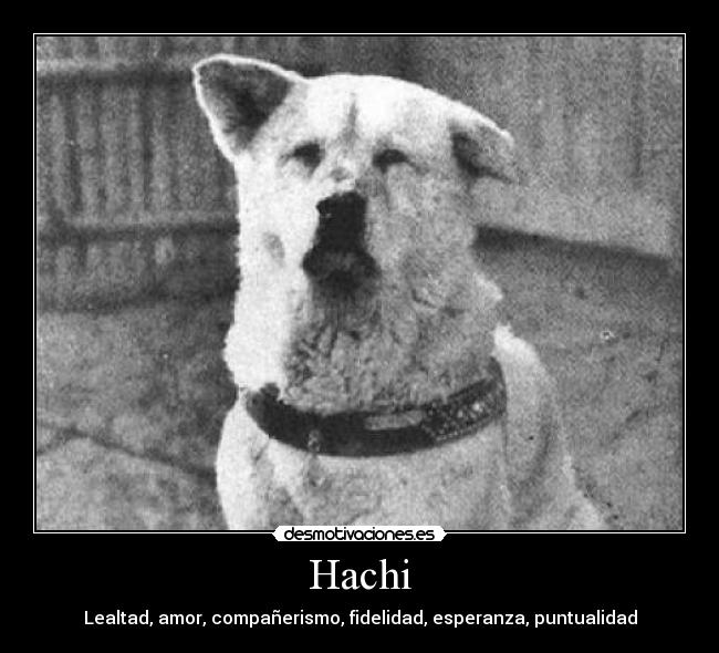 Hachi - Lealtad, amor, compañerismo, fidelidad, esperanza, puntualidad