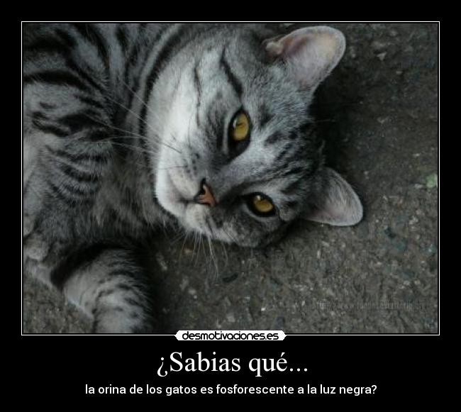 ¿Sabias qué... - la orina de los gatos es fosforescente a la luz negra?