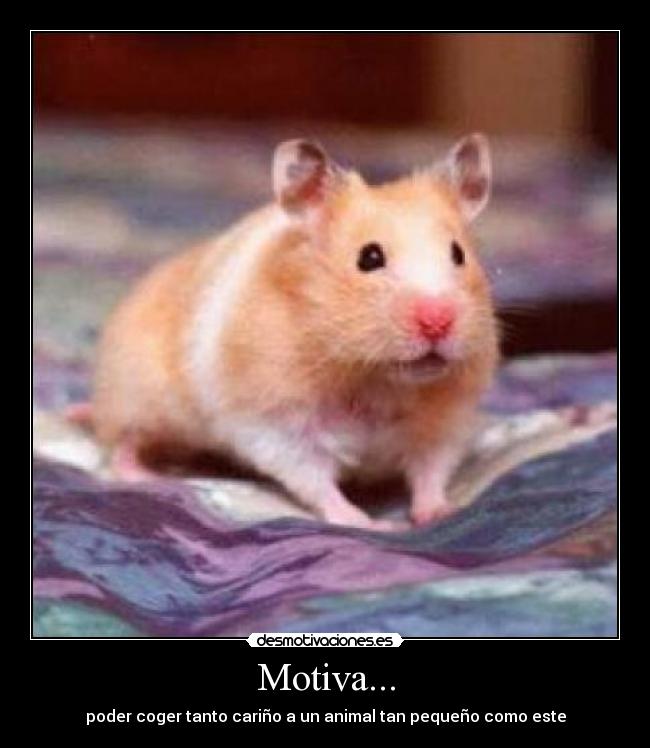 Motiva... - poder coger tanto cariño a un animal tan pequeño como este