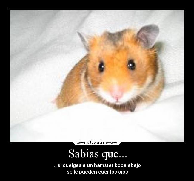 carteles hamster desmotivaciones