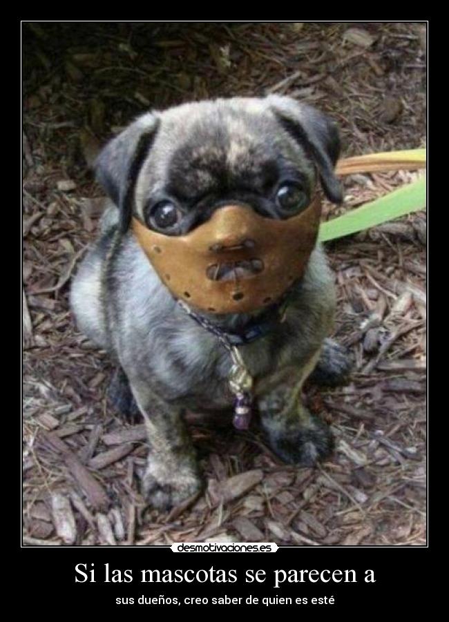Si las mascotas se parecen a -