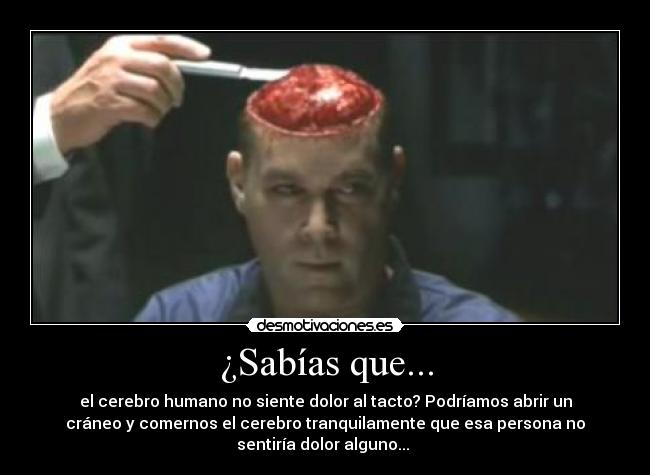 ¿Sabías que... - el cerebro humano no siente dolor al tacto? Podríamos abrir un
cráneo y comernos el cerebro tranquilamente que esa persona no
sentiría dolor alguno...