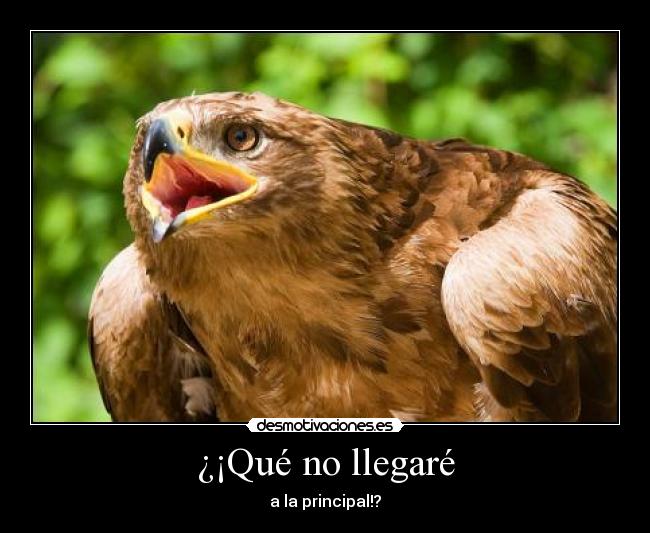 ¿¡Qué no llegaré - a la principal!?
