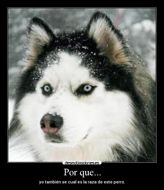 Por que... - 