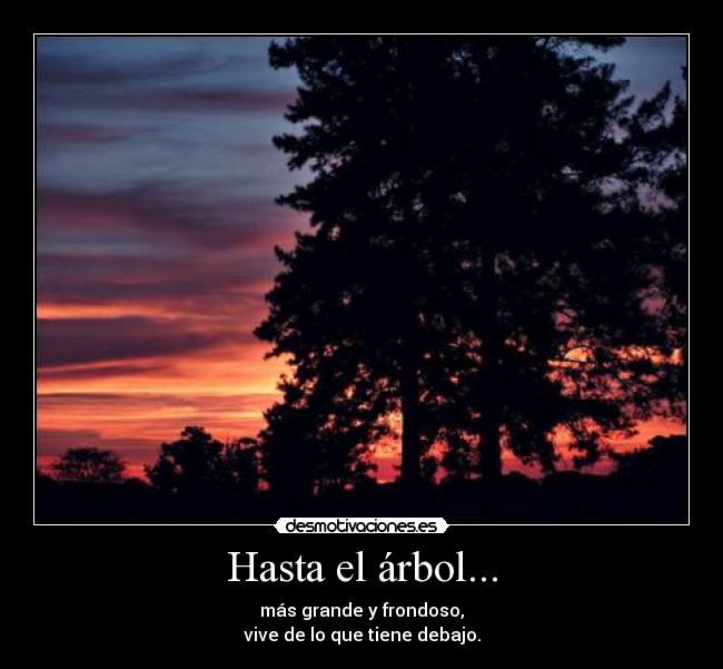 Hasta el árbol... - más grande y frondoso,
vive de lo que tiene debajo.