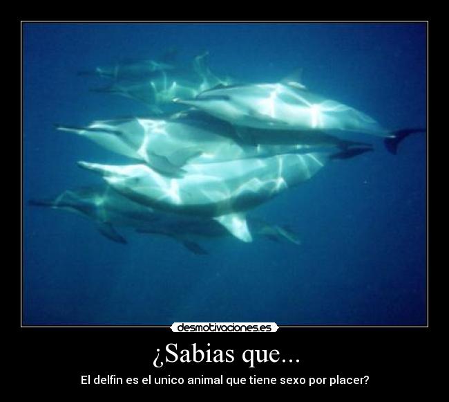 ¿Sabias que... -