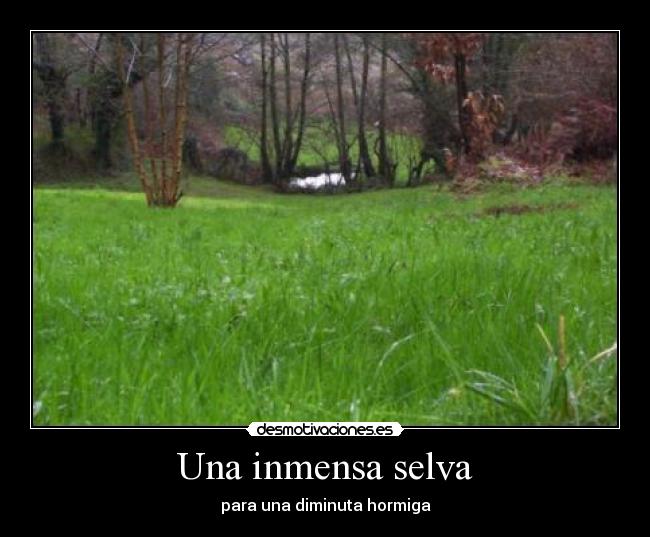 Una inmensa selva - 