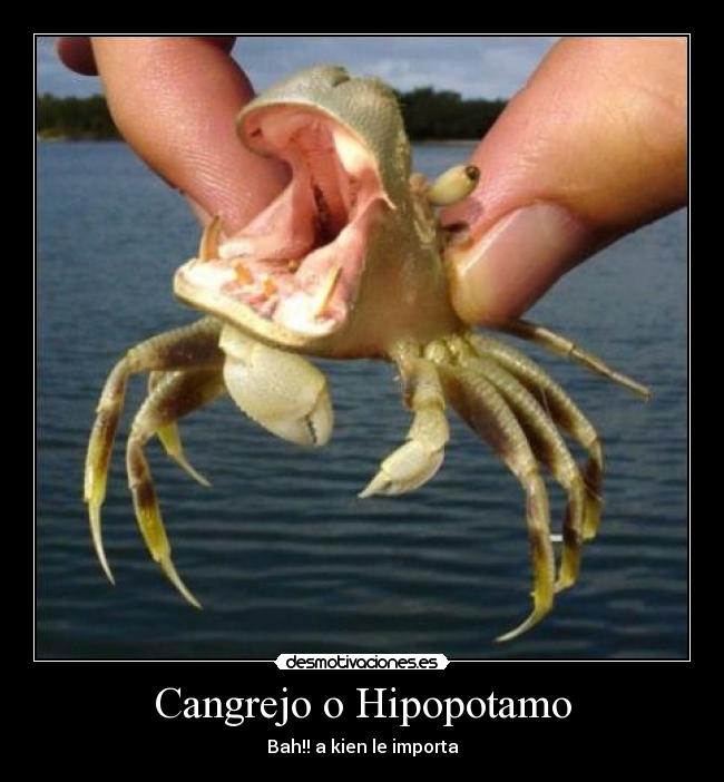 Cangrejo o Hipopotamo - Bah!! a kien le importa