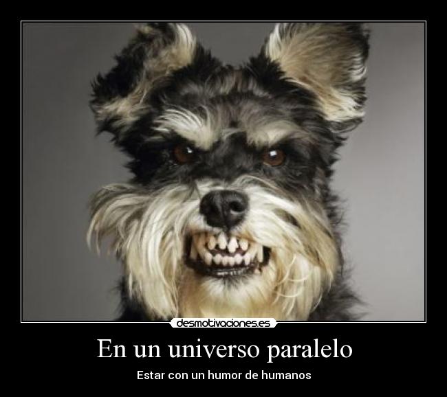 carteles perro humano humor desmotivaciones