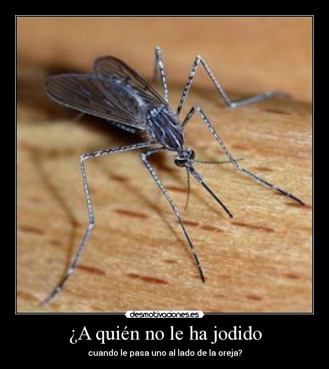 ¿A quién no le ha jodido -