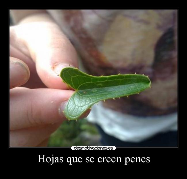 Hojas que se creen penes -