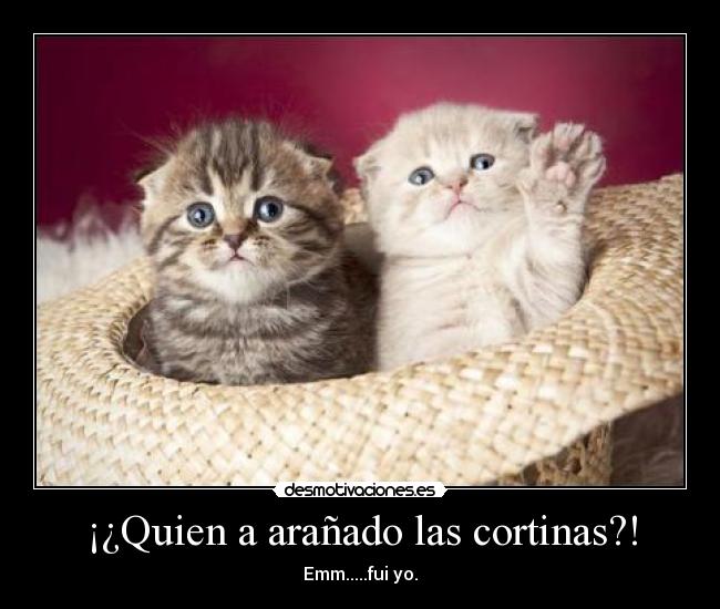 ¡¿Quien a arañado las cortinas?! - Emm.....fui yo.