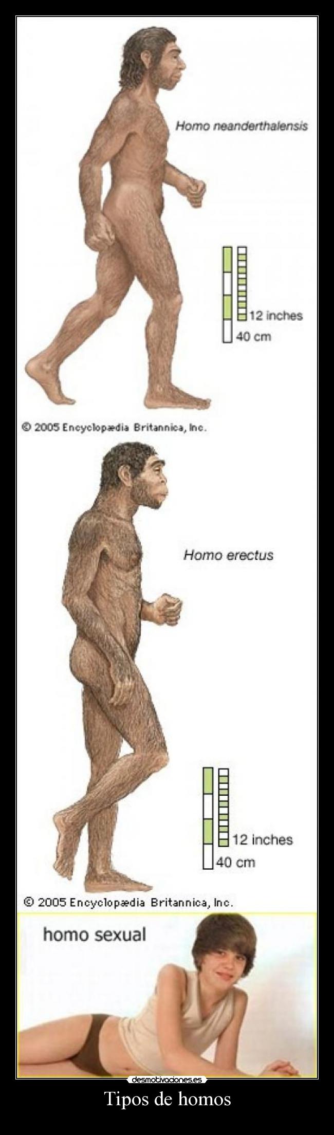 Tipos de homos - 