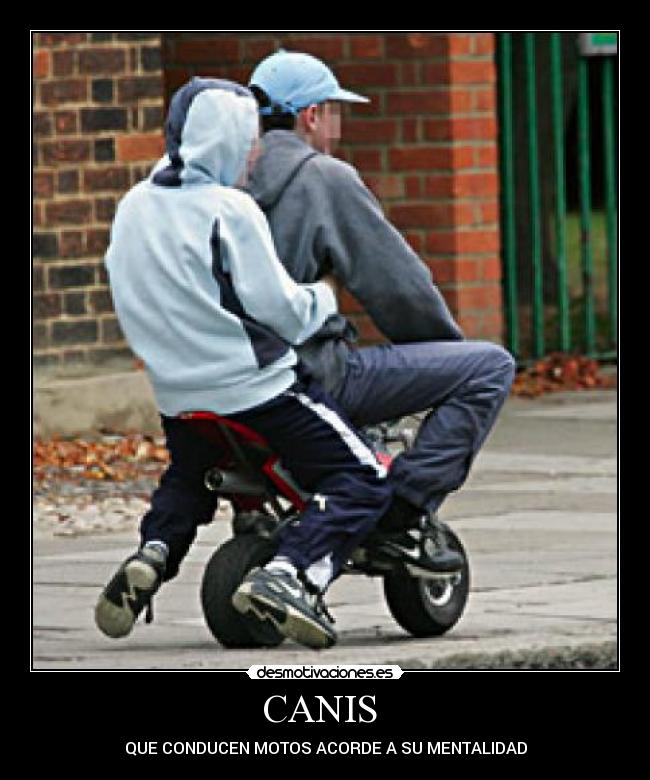 CANIS - QUE CONDUCEN MOTOS ACORDE A SU MENTALIDAD