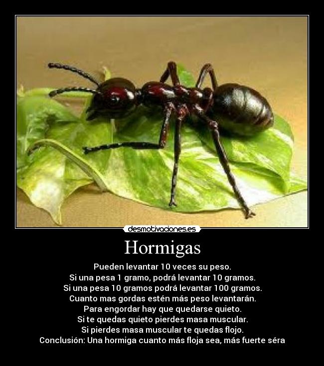 Hormigas - 