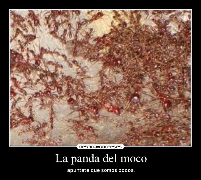 La panda del moco - apuntate que somos pocos.