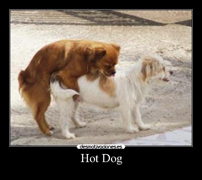 carteles hot dog perro copular sexy sexo chuck norris desmotivaciones