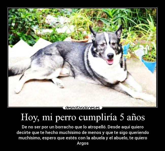 Hoy, mi perro cumpliría 5 años -