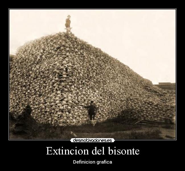 Extincion del bisonte - Definicion grafica