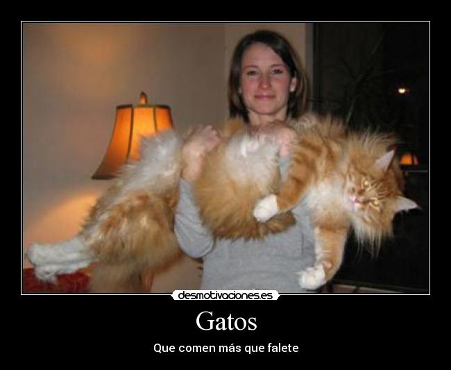 Gatos -