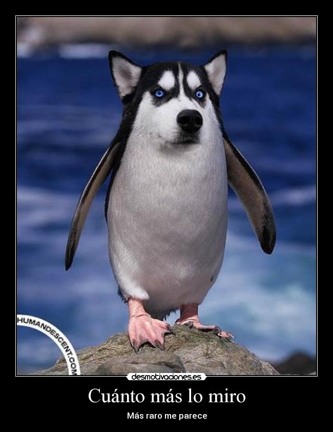 carteles gato animales chuck justin rusia ninos play sexo teta desmotivaciones