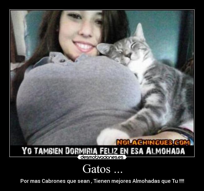 Gatos ... -