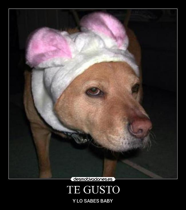 TE GUSTO - 