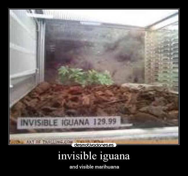 invisible iguana - and visible marihuana