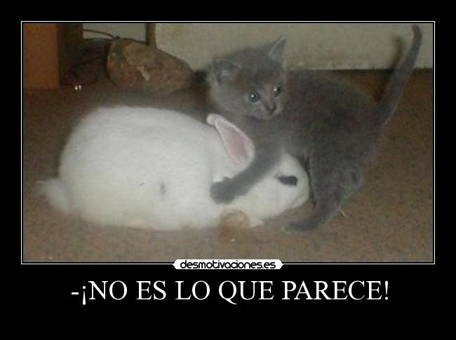 -¡NO ES LO QUE PARECE! - 