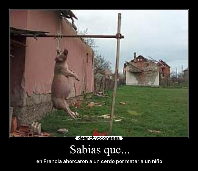 Sabias que... - en Francia ahorcaron a un cerdo por matar a un niño