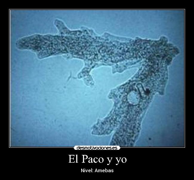 El Paco y yo - Nivel: Amebas