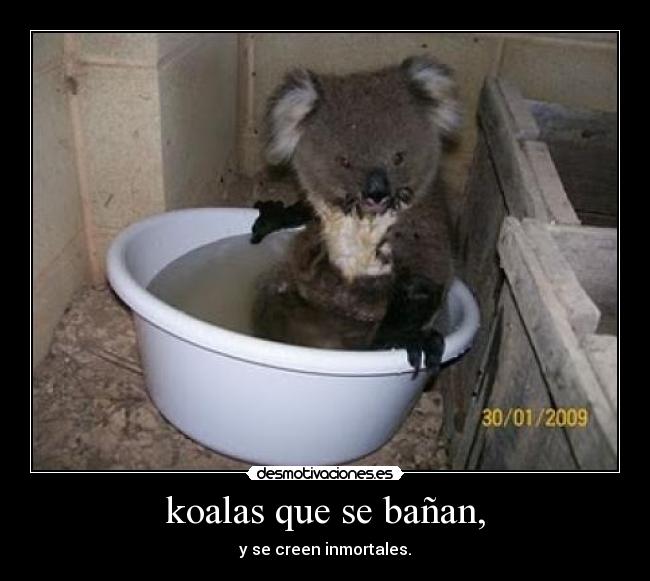 koalas que se bañan, - y se creen inmortales.