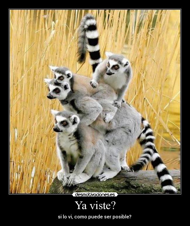 Ya viste? - si lo vi, como puede ser posible? 