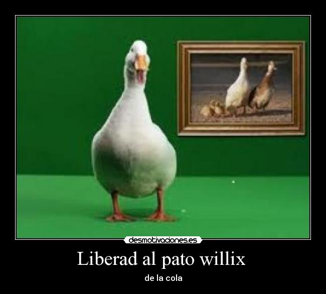 Liberad al pato willix  - de la cola