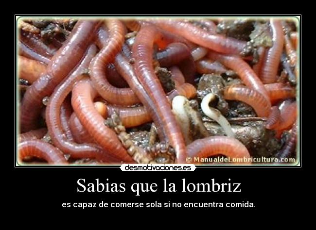 Sabias que la lombriz - es capaz de comerse sola si no encuentra comida.
