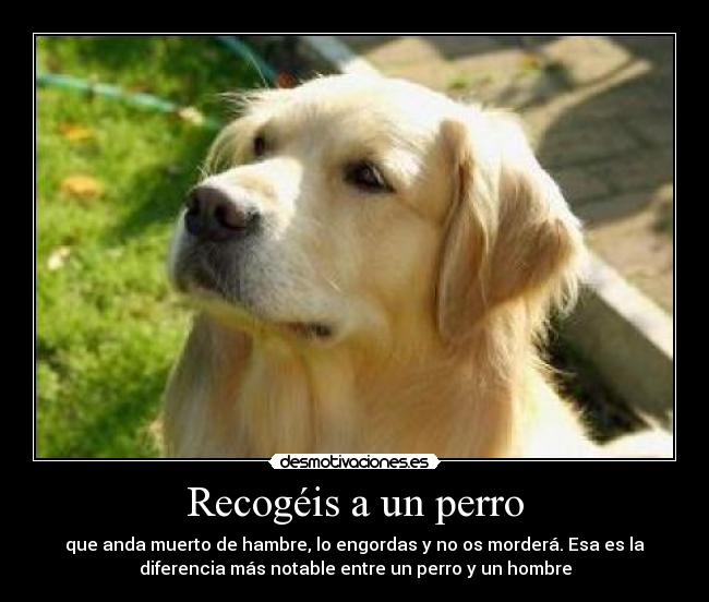 carteles perro desmotivaciones