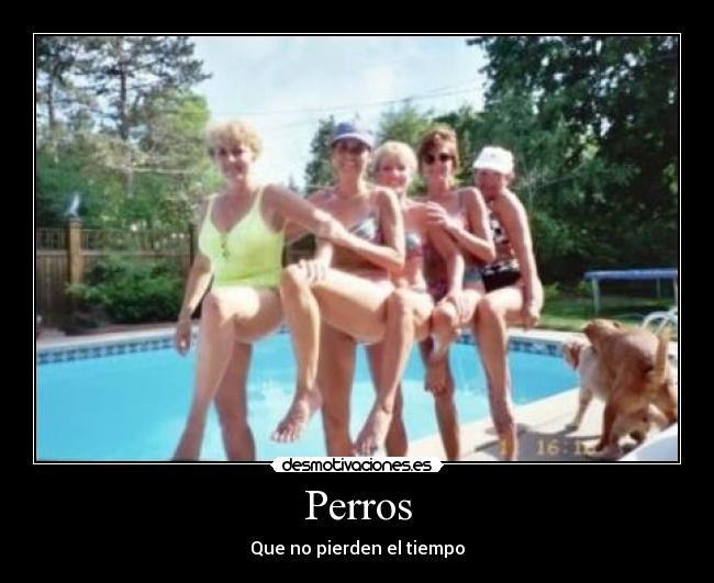 Perros - Que no pierden el tiempo