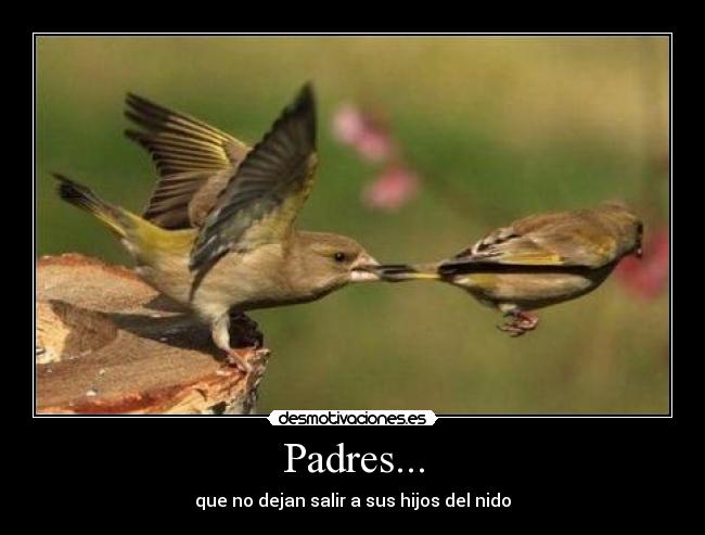 Padres... - 