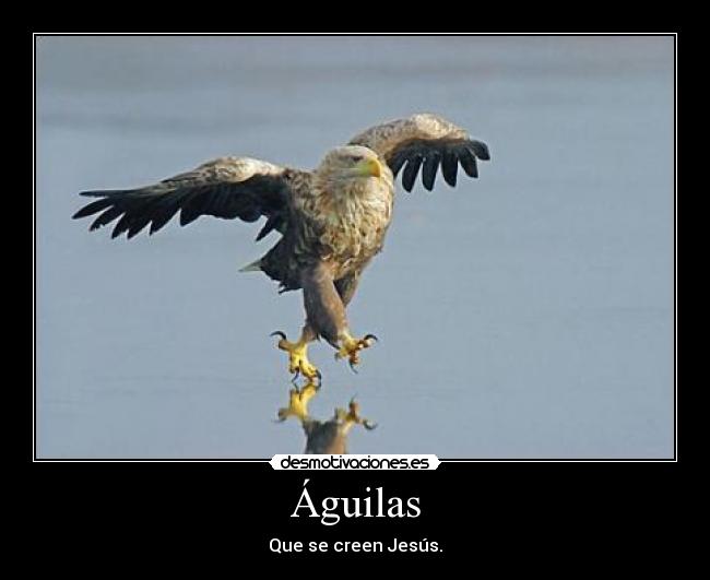Águilas - Que se creen Jesús.