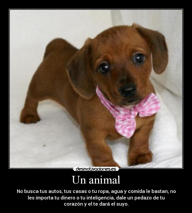 Un animal - 